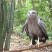 Savanna Hawk